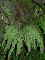 Blechnum chambersii. Mature plants growing on a bank with prostrate sterile fronds, and shorter, erect, fertile fronds.
 Image: L.R. Perrie © Te Papa CC BY-NC 3.0 NZ